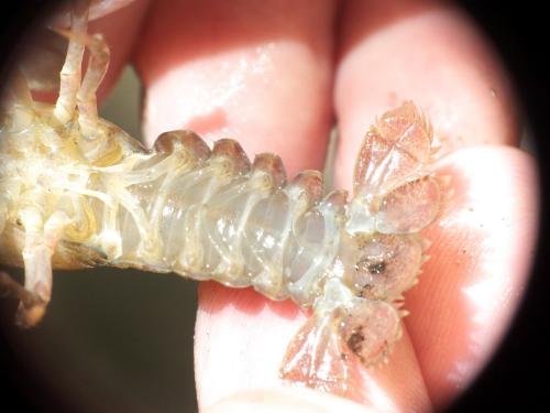 Réf. 276 438 : Pacifastacus leniusculus